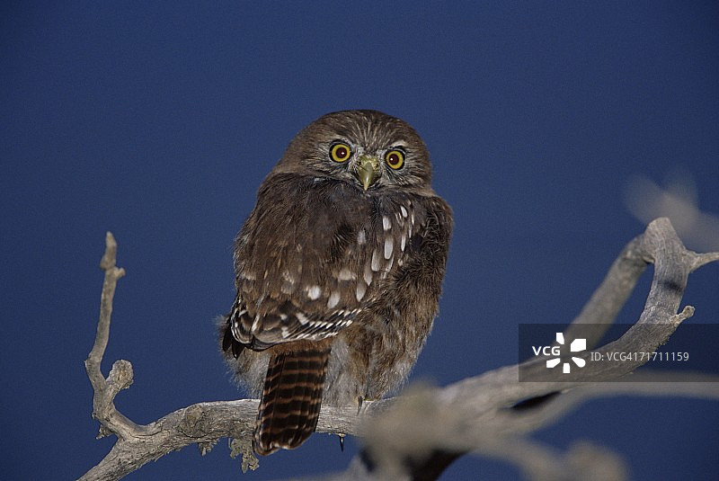 一只澳洲侏儒猫头鹰栖息在树上，位于智利巴塔哥尼亚托雷斯德尔帕伊内国家公园，南美洲图片素材