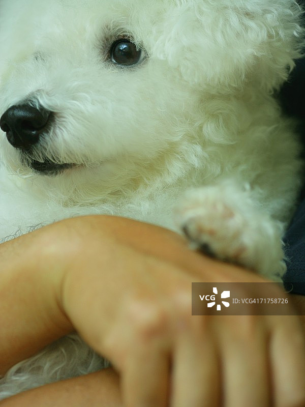 比熊犬特写图片素材