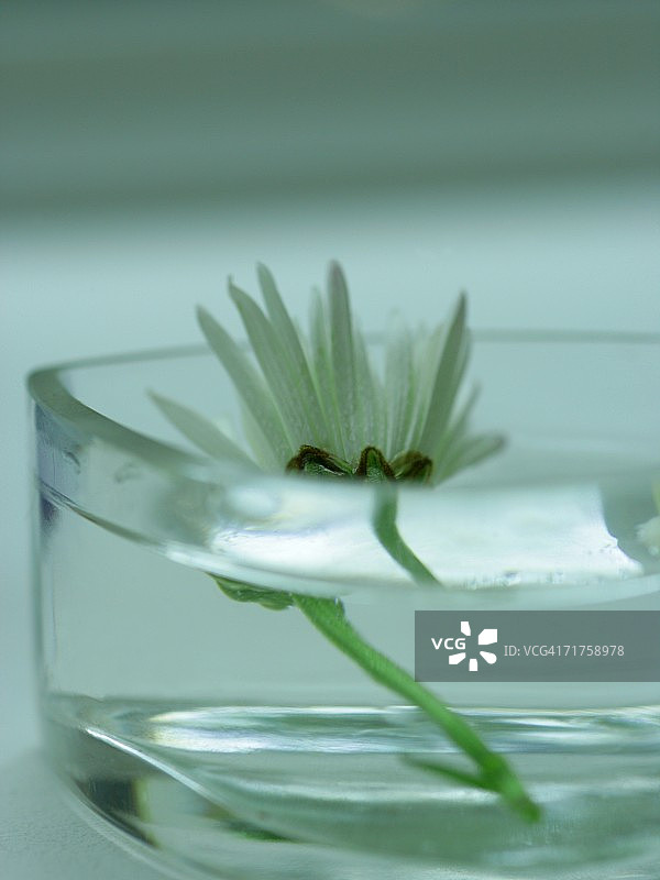 碗中漂浮的菊花特写图片素材