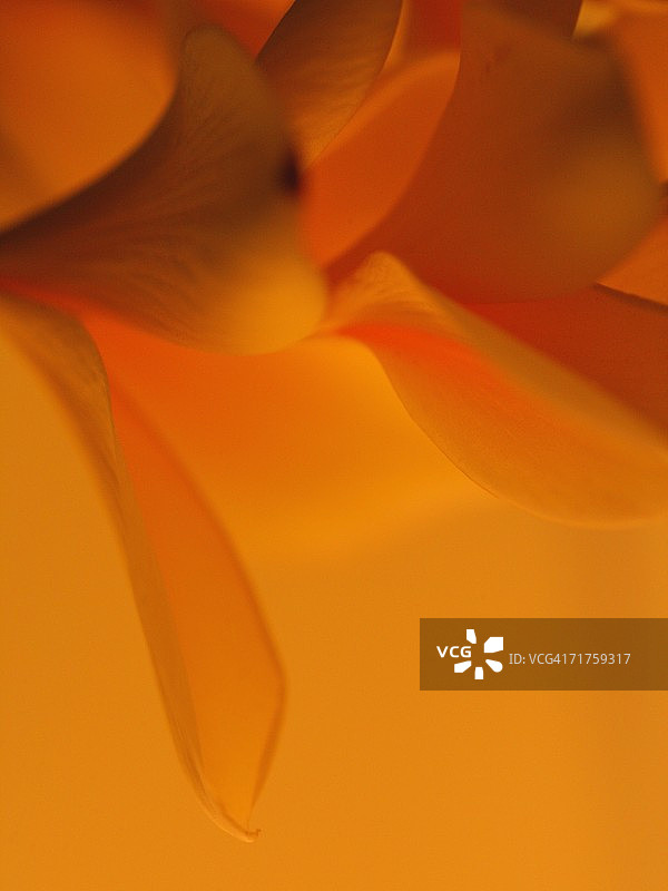 鸡蛋花特写图片素材