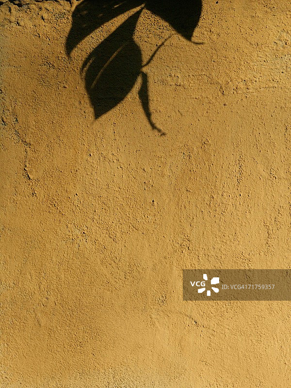 墙壁上叶影的特写图片素材