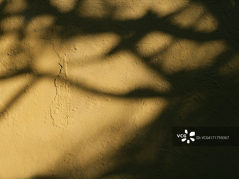 特写：树影斑驳的墙壁图片素材