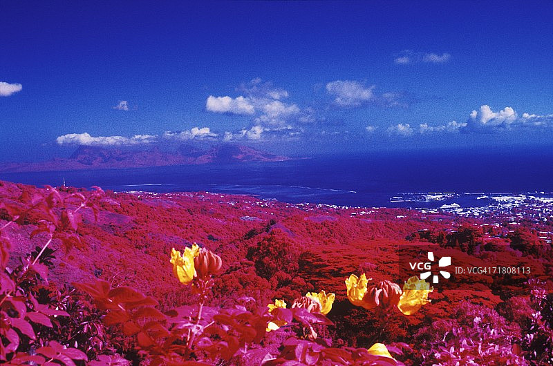 美国夏威夷田野里的鲜花图片素材