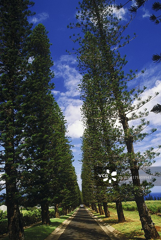美国夏威夷道路旁的树木图片素材