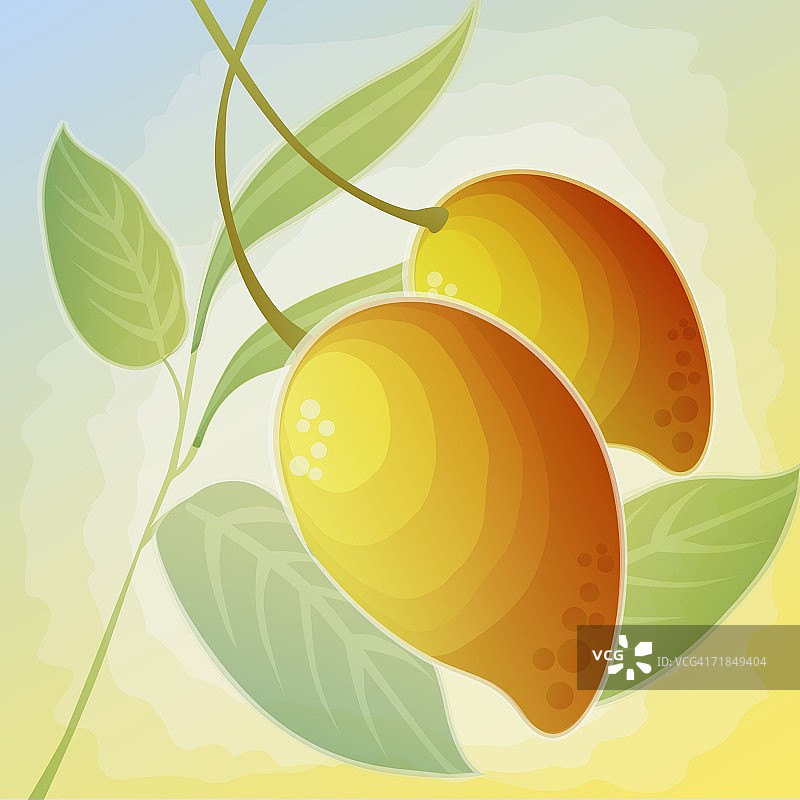两个芒果特写图片素材