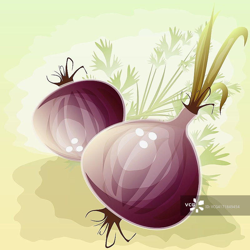 红洋葱特写图片素材