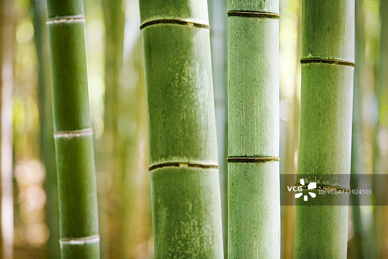 竹子植物的特写图片素材