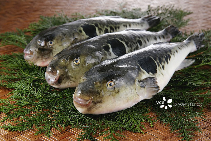 气球鱼图片素材