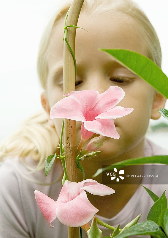 女孩看着飘香藤图片素材