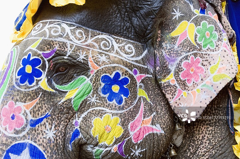 印度斋浦尔大象节上彩绘大象的特写图片素材