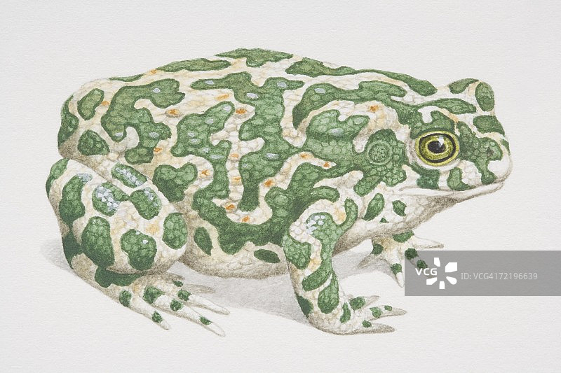 绿色蟾蜍插画图片素材