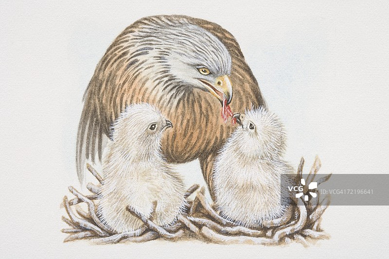 红尾鵟（Buteo jamaicensis），喂养两只雏鸟图片素材