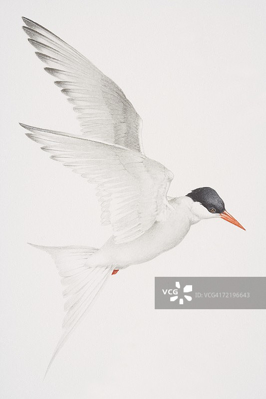 飞行中的北极燕鸥图片素材