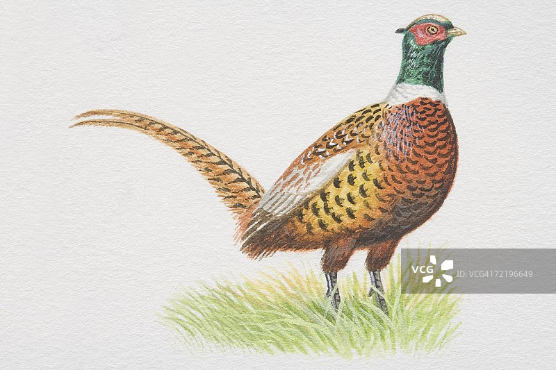 站在草地上的普通雉鸡侧视图图片素材