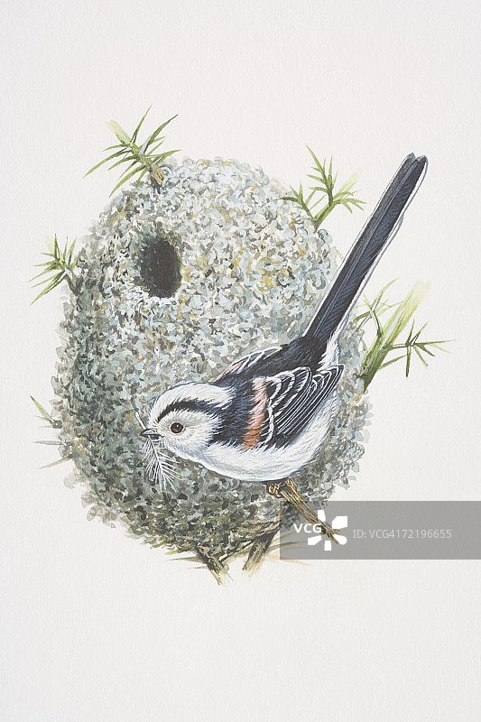 长尾山雀，尾巴比身体还大的鸟类黑白插图图片素材