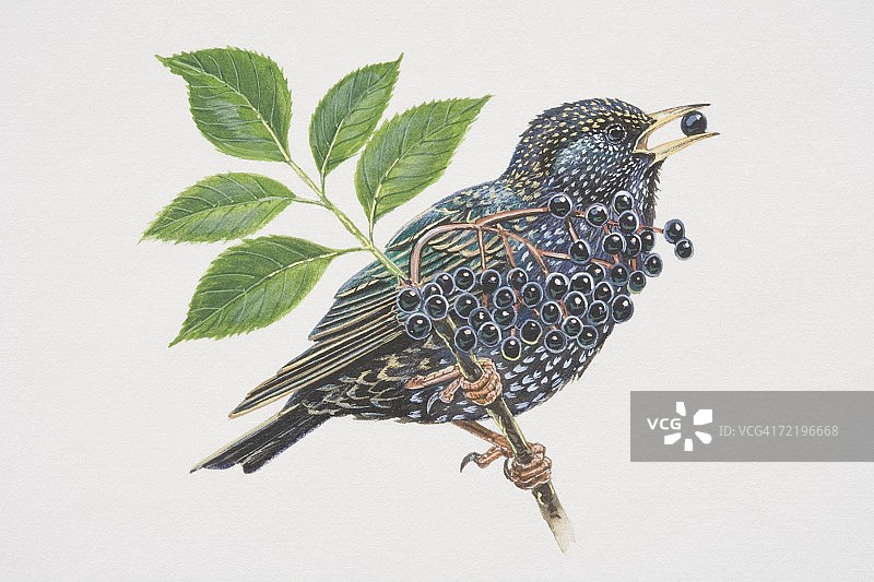 普通椋鸟，黑色鸟类插图，栖息在树枝上吃浆果图片素材