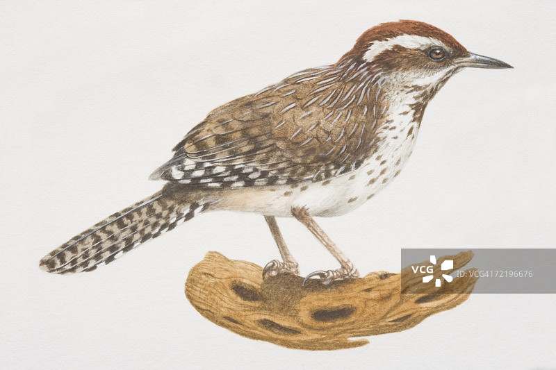 栖息在木头上的仙人掌鹪鹩图片素材