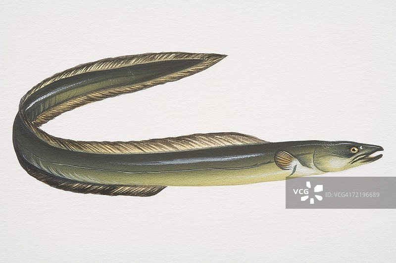 欧洲鳗鲡侧视图图片素材