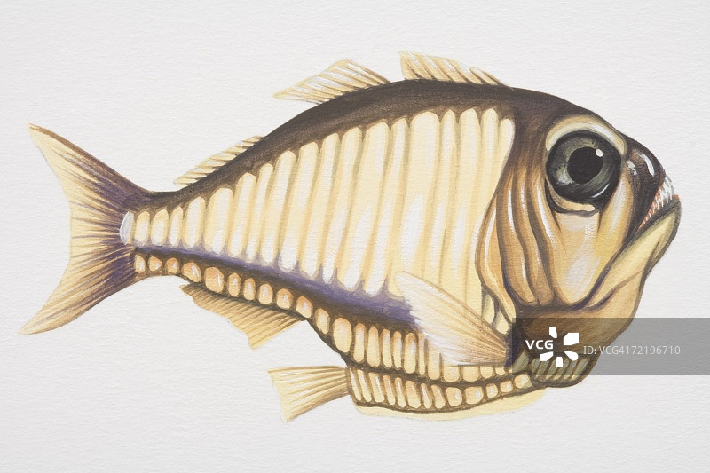 斧头鱼侧视图片素材