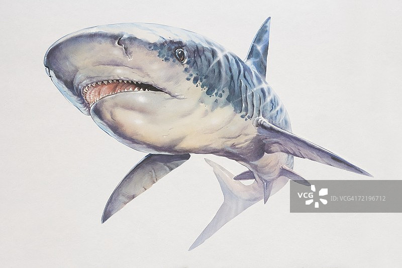 鲸鲨，低角度视图图片素材