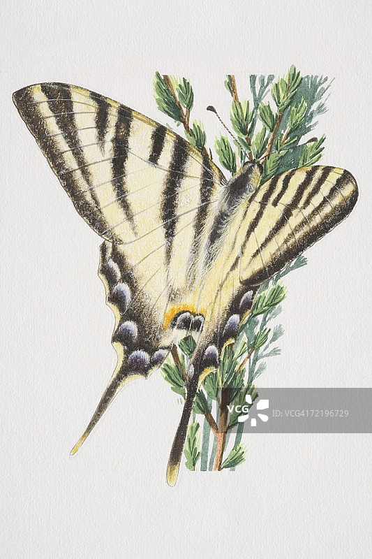 燕尾蝶（papilio machaon）特写图片素材