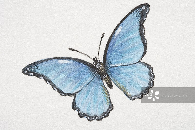 普通摩尔福蝶图片素材