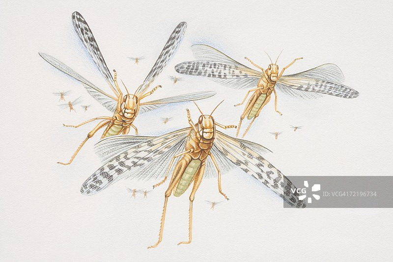 飞行中的三只沙漠蝗虫（schistocerca gregaria），正面视角图片素材