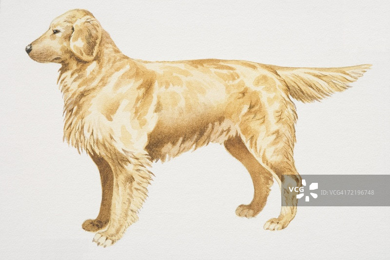 金毛犬侧面图片素材