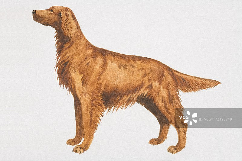 爱尔兰塞特犬（犬），侧视图图片素材