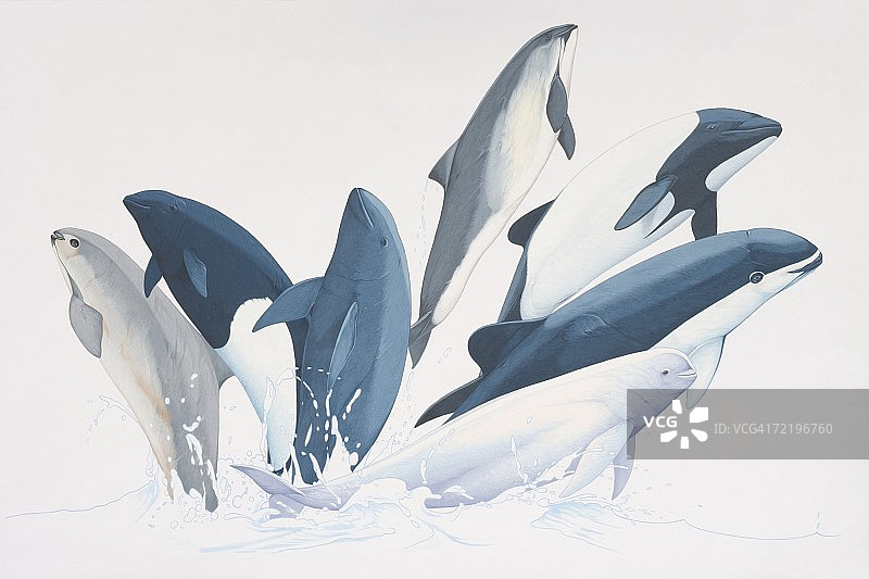 同时跃出水面的多种鼠海豚（鼠海豚科）图片素材
