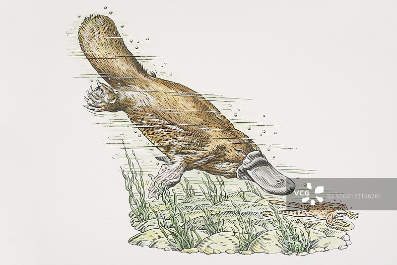 鸭嘴兽潜水追逐水下青蛙侧视图图片素材