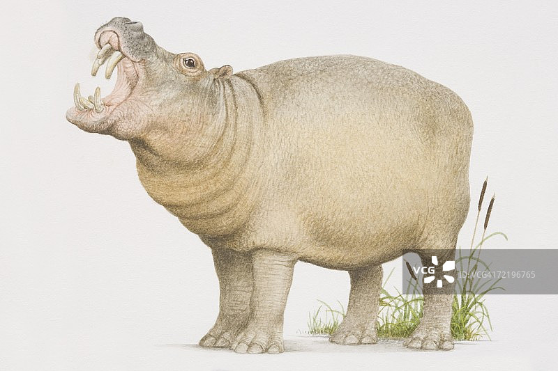 河马张开嘴打哈欠图片素材