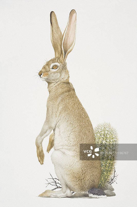 黑尾长耳大野兔侧视图图片素材