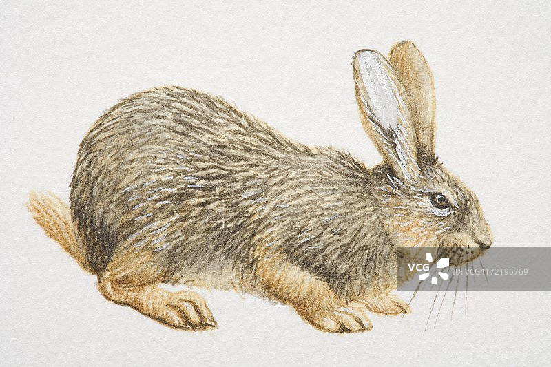 粗毛兔，蹲伏，侧视图片素材