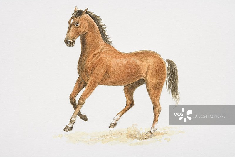 家马慢跑侧视图图片素材