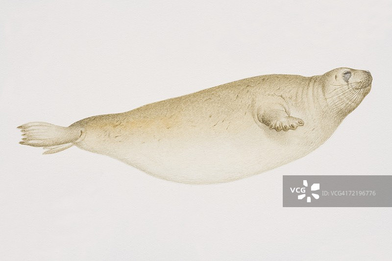 髯海豹图片素材