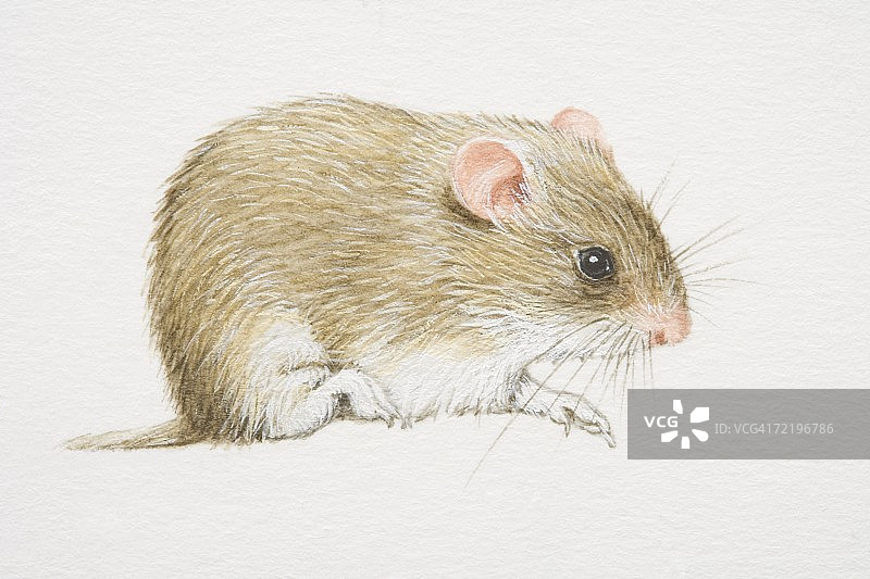 仓鼠侧面照图片素材