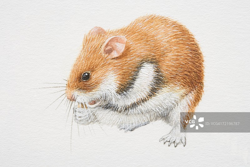 正在进食的罗马尼亚仓鼠（侧视图）图片素材