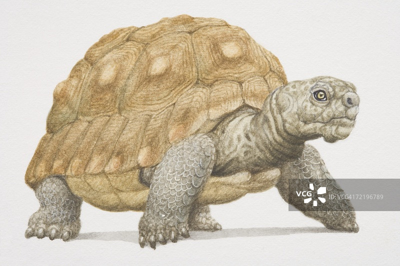 有着棕色硬壳的巨型陆龟图片素材