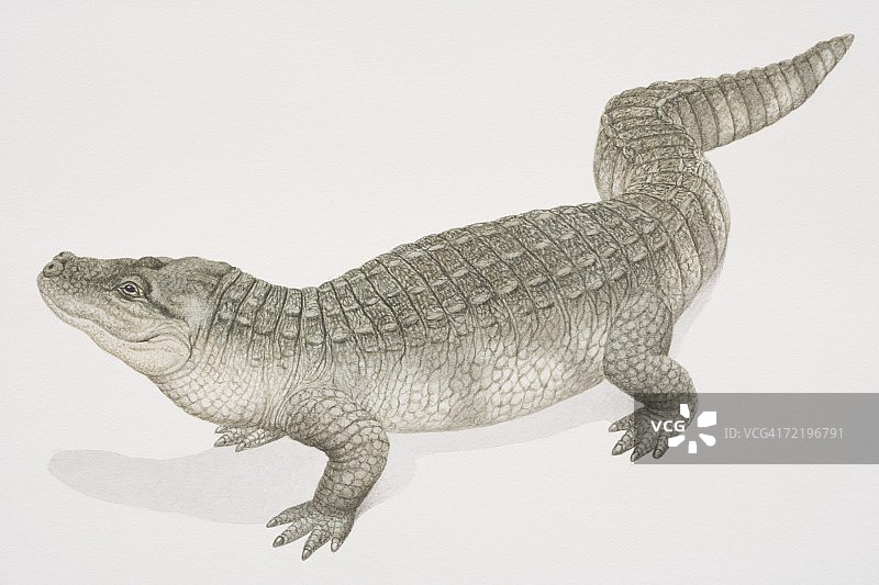 扬子鳄侧面图图片素材