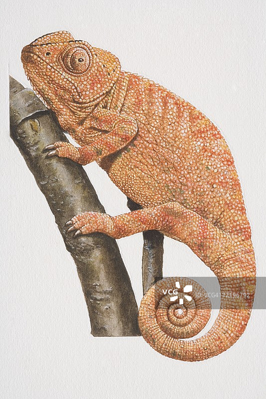 变色龙栖息在树枝上（侧视）图片素材