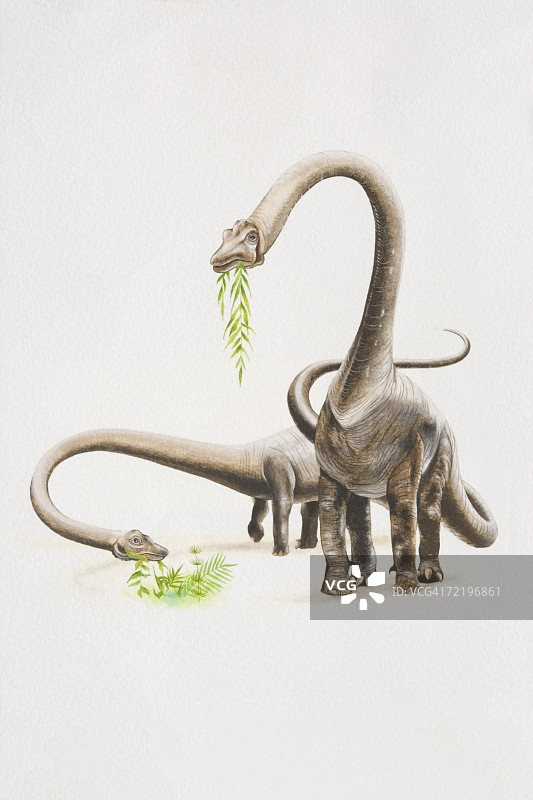 两只腕龙正在吃植物，正面视角图片素材