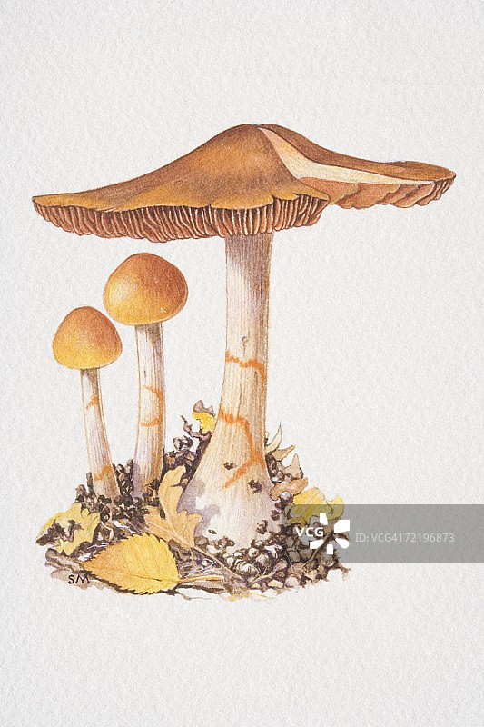 红环丝膜菌，三个红带网帽蘑菇，两个小的，一个完全结果图片素材