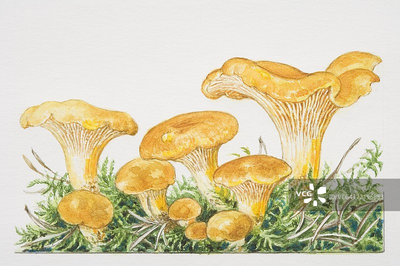 苔藓中的普通鸡油菌图片素材