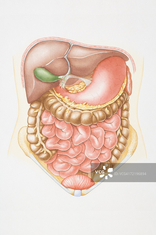 包括肝脏、胰腺、胃、小肠、结肠和膀胱的腹腔插画图片素材
