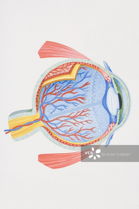 人眼横截面图图片素材