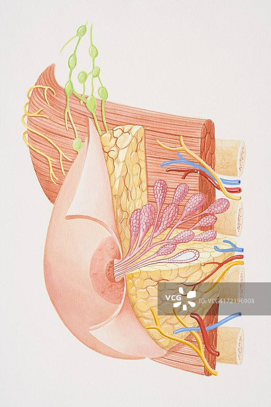 女性乳房横截面图图片素材