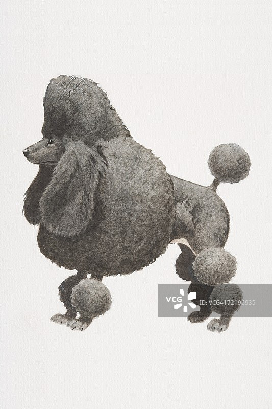 黑色贵宾犬（犬科动物），部分剃毛，带绒球，侧视图图片素材