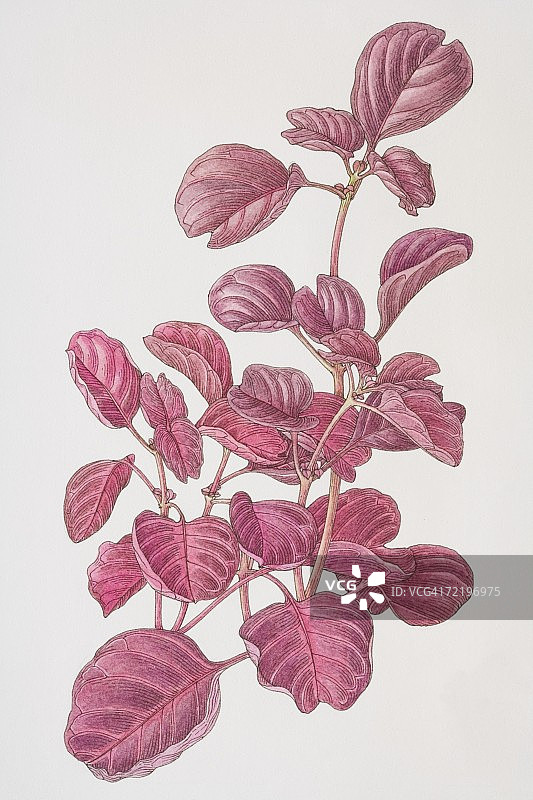 front view.图片素材