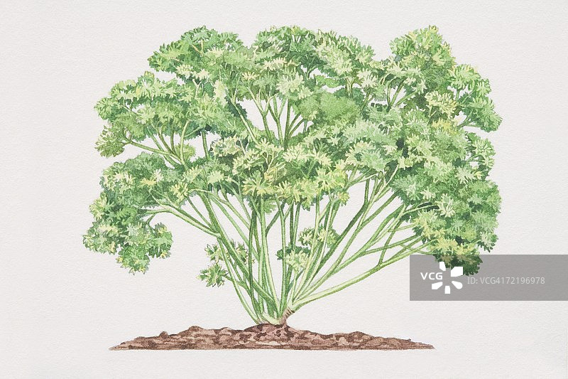皱叶欧芹植物在土壤中生长图片素材